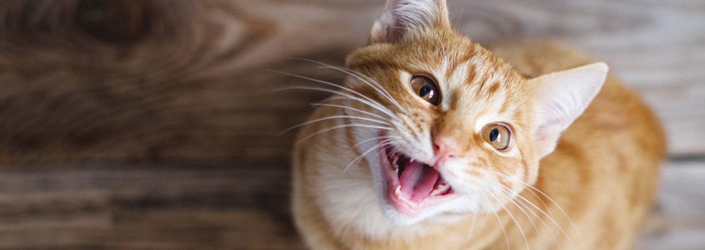 Ginger cat meowing 