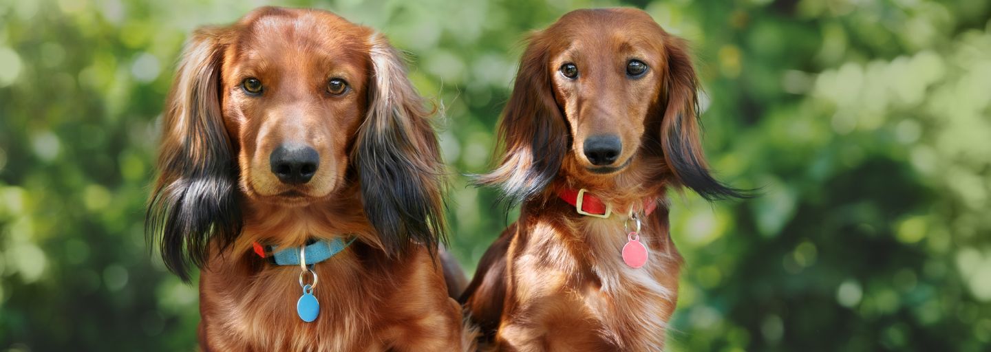 Adult dog and puppy sitting together