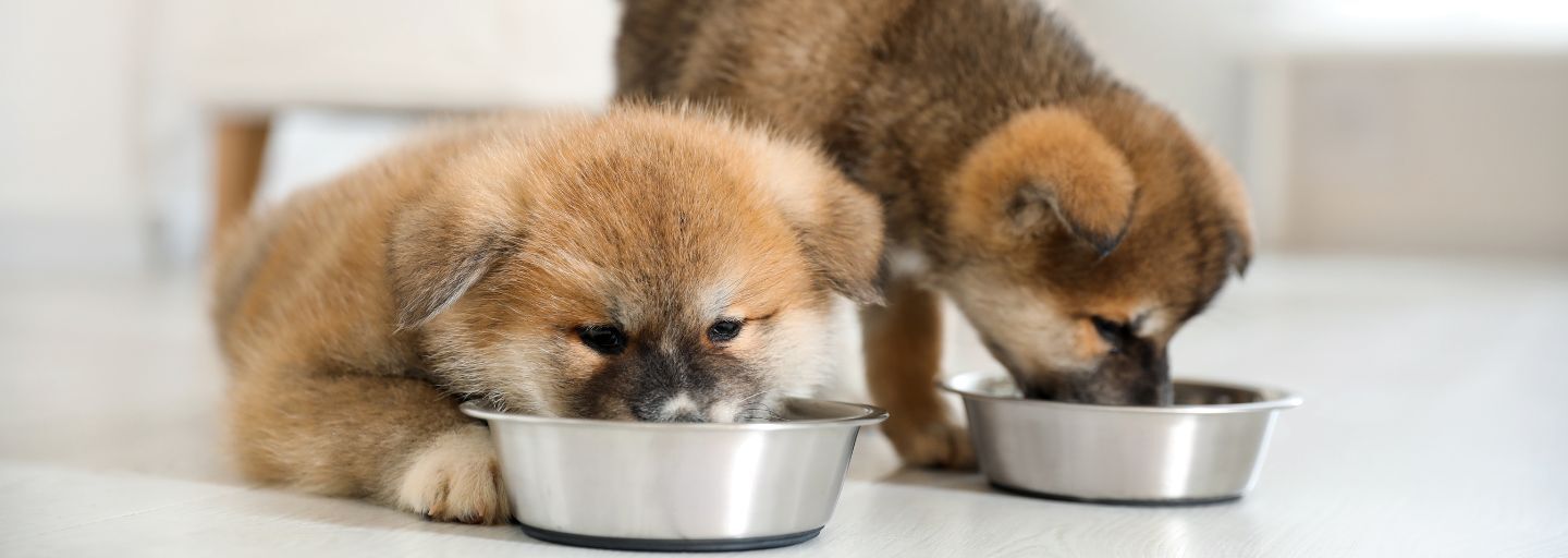 two puppies eating from bowl