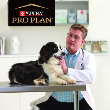 PRO PLAN dog with vet