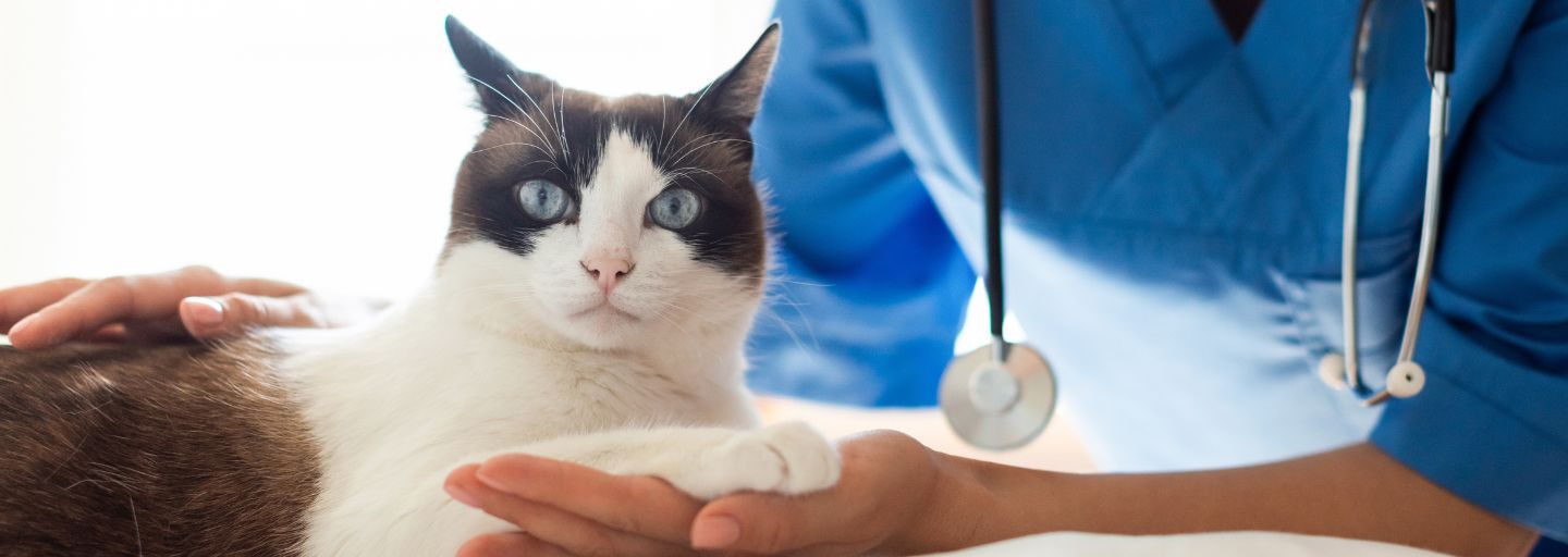 Cat having a consultation with their treating veterinarian