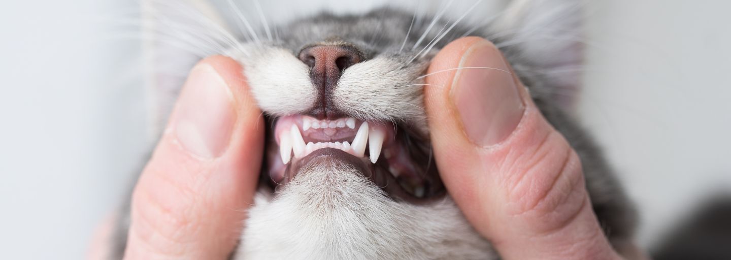 Owner exposing kittens teeth