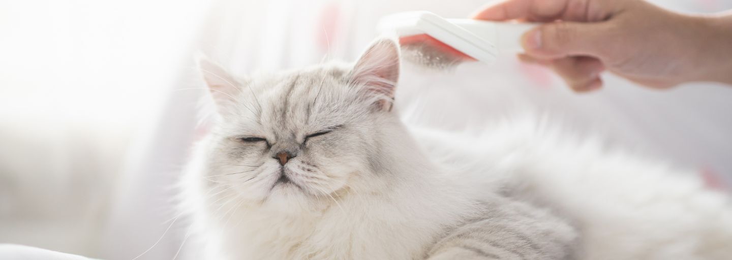 White cat being groomed.