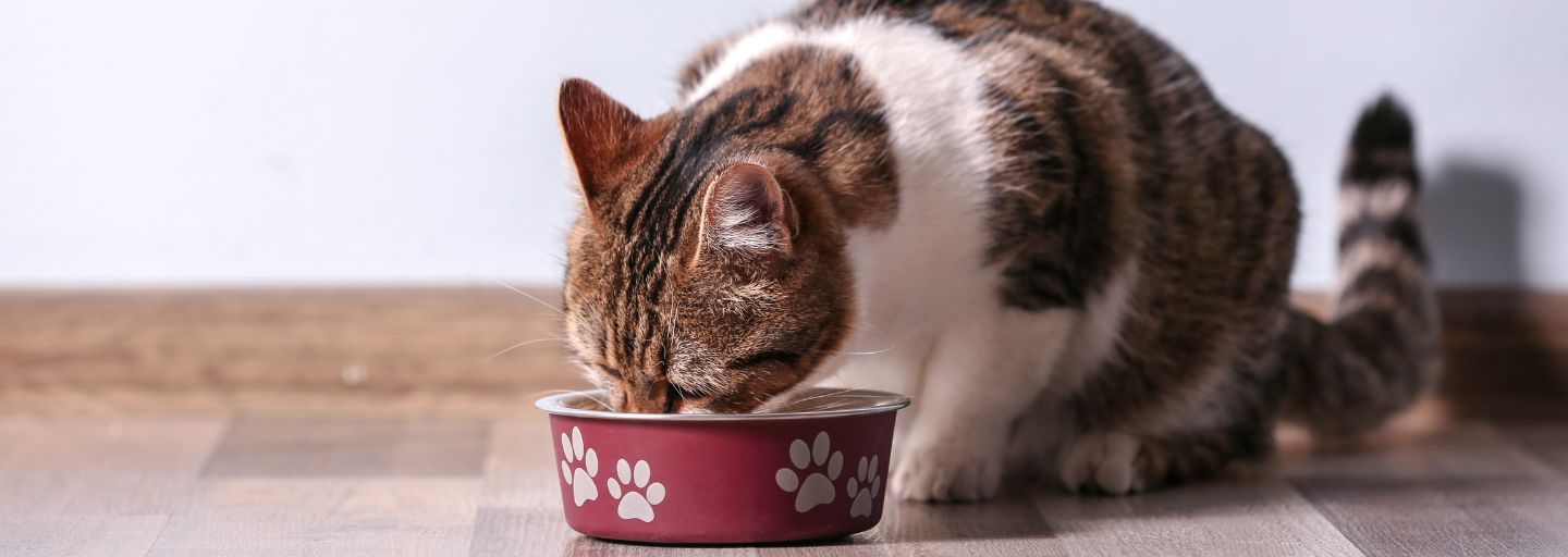 Feeding Adult Cats Nutrition Routines and Tips Purina