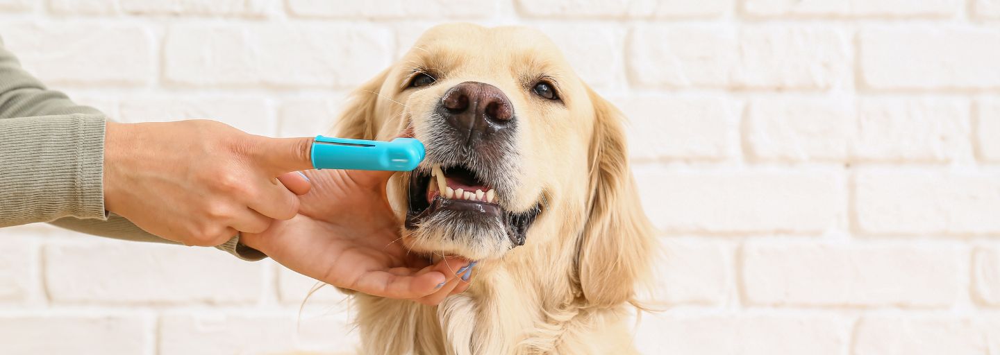 10 Steps to Cleaning Your Dog s Teeth