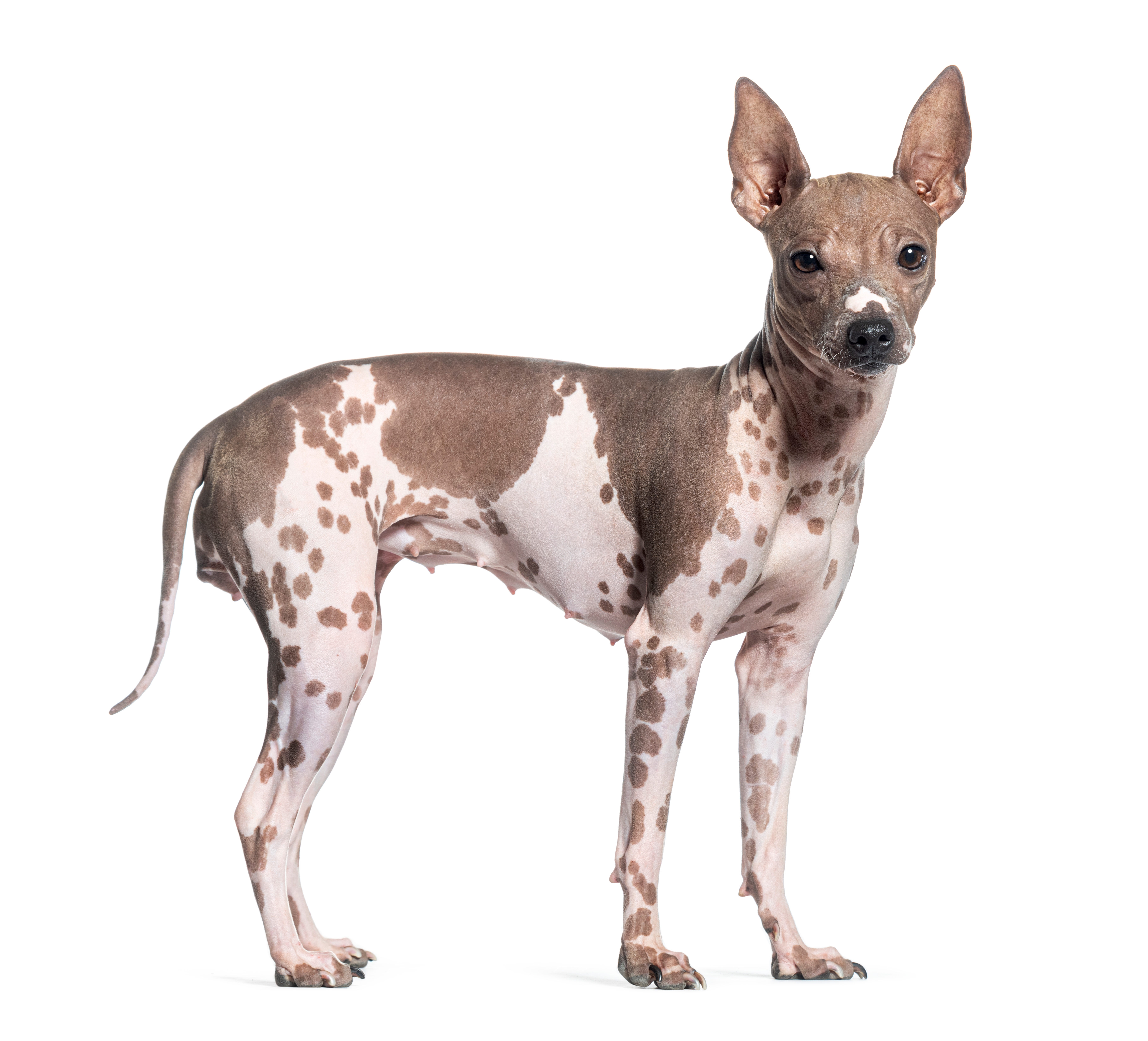 Comprehensive List of Dog Breeds Purina Australia