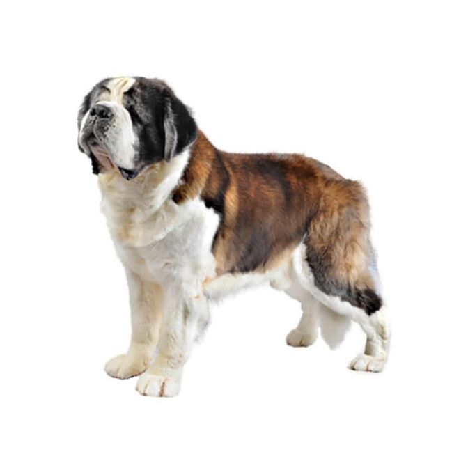 Best shampoo for saint bernards best sale