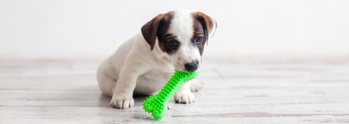 Puppy Biting Solutions Made Easy Purina