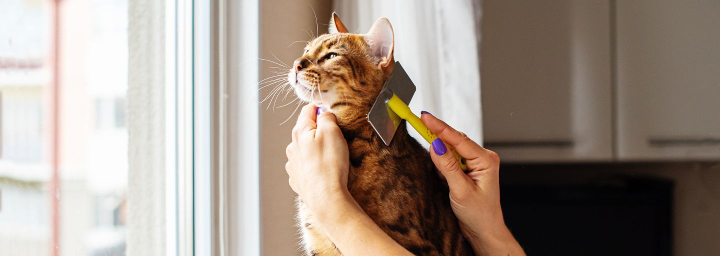 Best way to groom a cat best sale