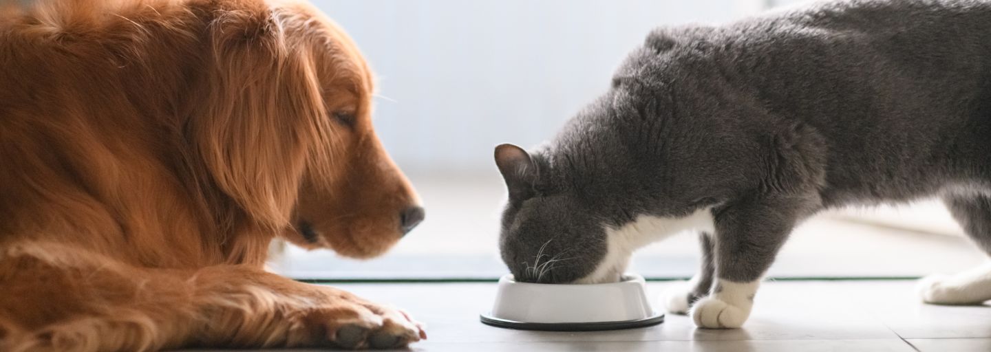 Can you feed dog food to a cat best sale