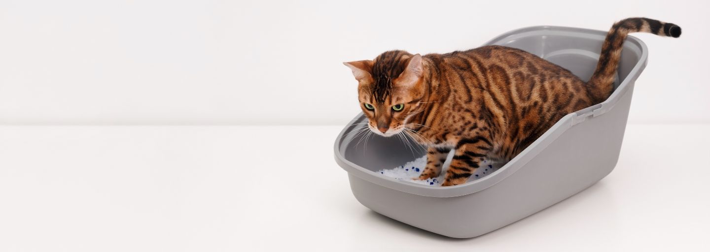 Cat spraying outside litter box best sale