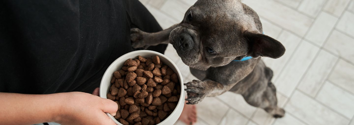 Is freeze dried dog food good for dogs best sale