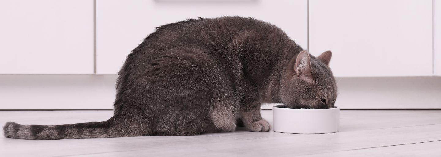 Human Foods Poisonous to Cats