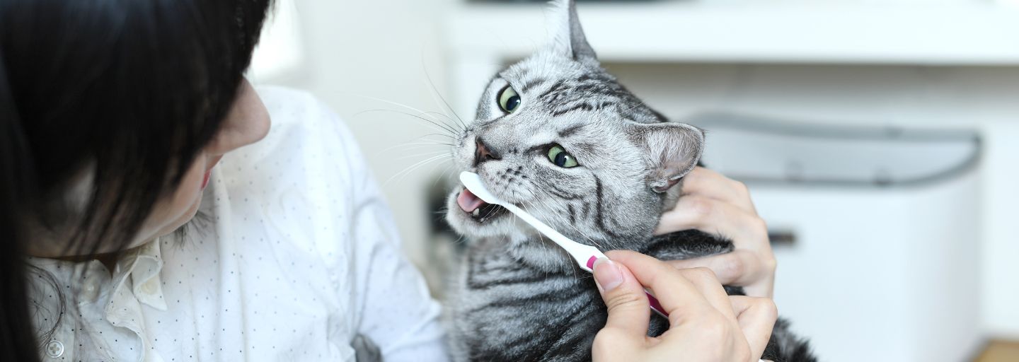 Remedies for Cat Bad Breath Purina Australia